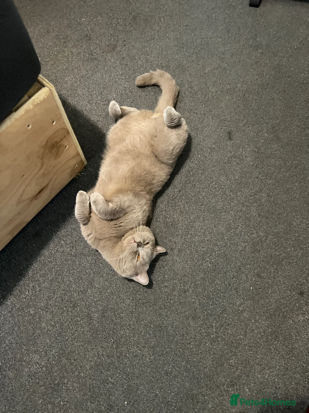 British Shorthair cats for sale: British Shorthair blue and lilacs - Advert 2