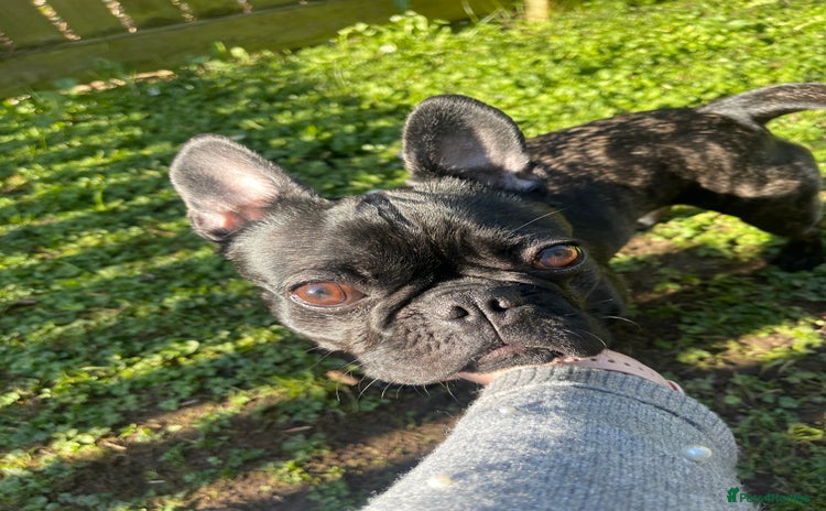 French Bulldog dogs in Bradford - Advert 11