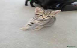 Domestic Shorthair cats for sale: 2 cute male kittens  - Image 3
