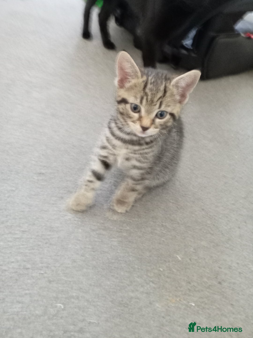 Domestic Shorthair cats for sale: 2 cute male kittens  - Image 3