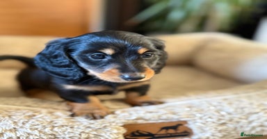 Miniature Dachshund dogs Long-Hair Black & Tan Miniature Dachshund Puppies - Advert 16