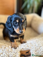 Miniature Dachshund dogs Long-Hair Black & Tan Miniature Dachshund Puppies - Advert 1