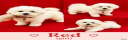 Maltipoo dogs for sale: Beautiful Maltipoo Puppies Looking4Forever Homes - Advert 11