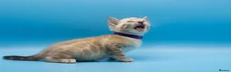 Bengal cats for sale: Snow Lynx Bengal Kittens–Available for Reservation - Advert 5
