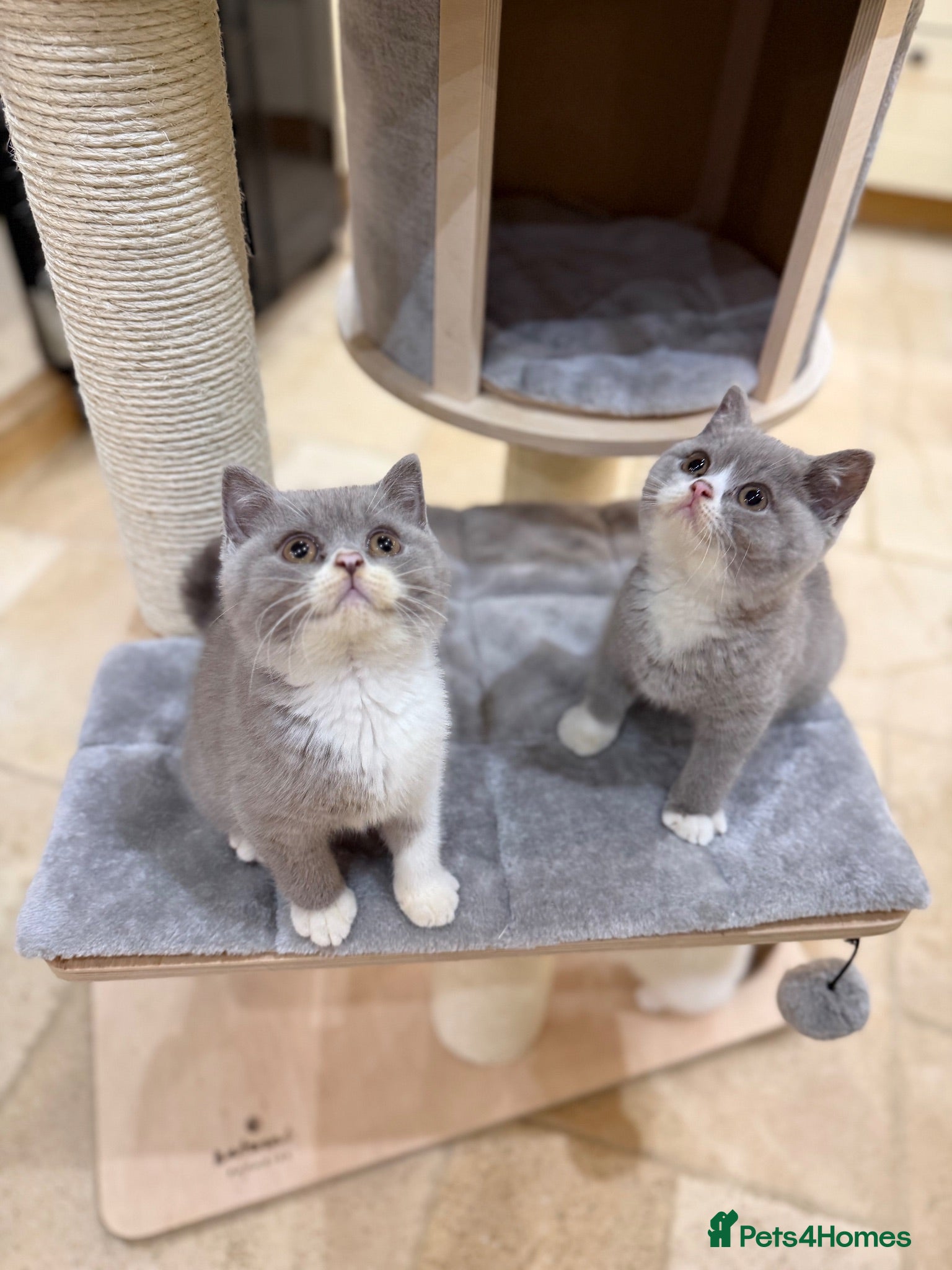 British Shorthair cats FULL PEDIGREE REGISTERED BSH - Advert 2