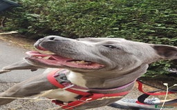 Staffordshire Bull Terrier dogs for sale: Freya the staffie  - Image 1