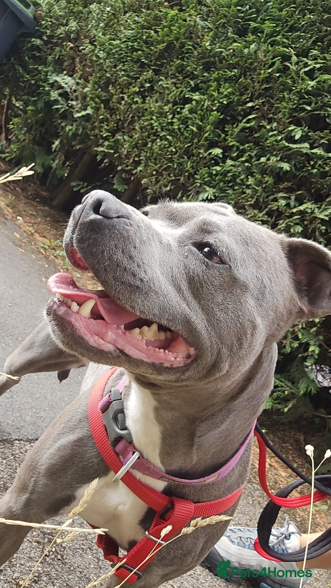 Staffordshire Bull Terrier dogs for sale: Freya the staffie  - Image 1