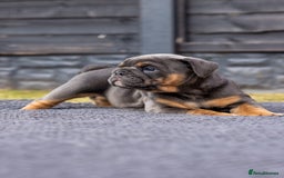 English Bulldog dogs for sale: English Bulldog puppies  - Image 17