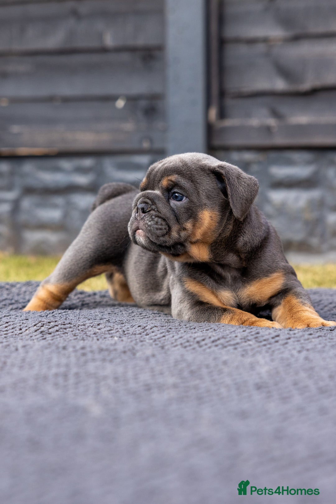 English Bulldog dogs for sale: English Bulldog puppies  - Image 17