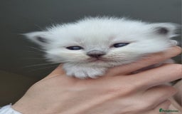 Ragdoll cats for sale: Pedigree ragdoll kittens  - Image 4