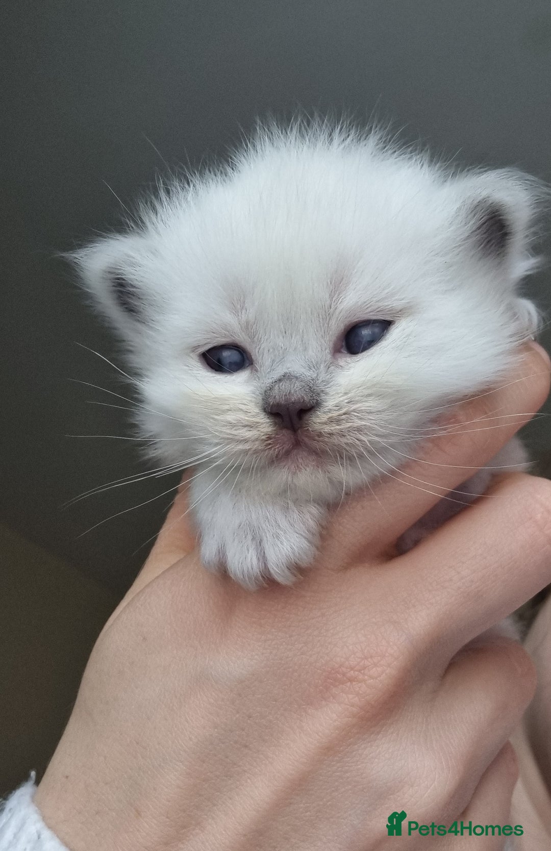 Ragdoll cats for sale: Pedigree ragdoll kittens  - Image 4