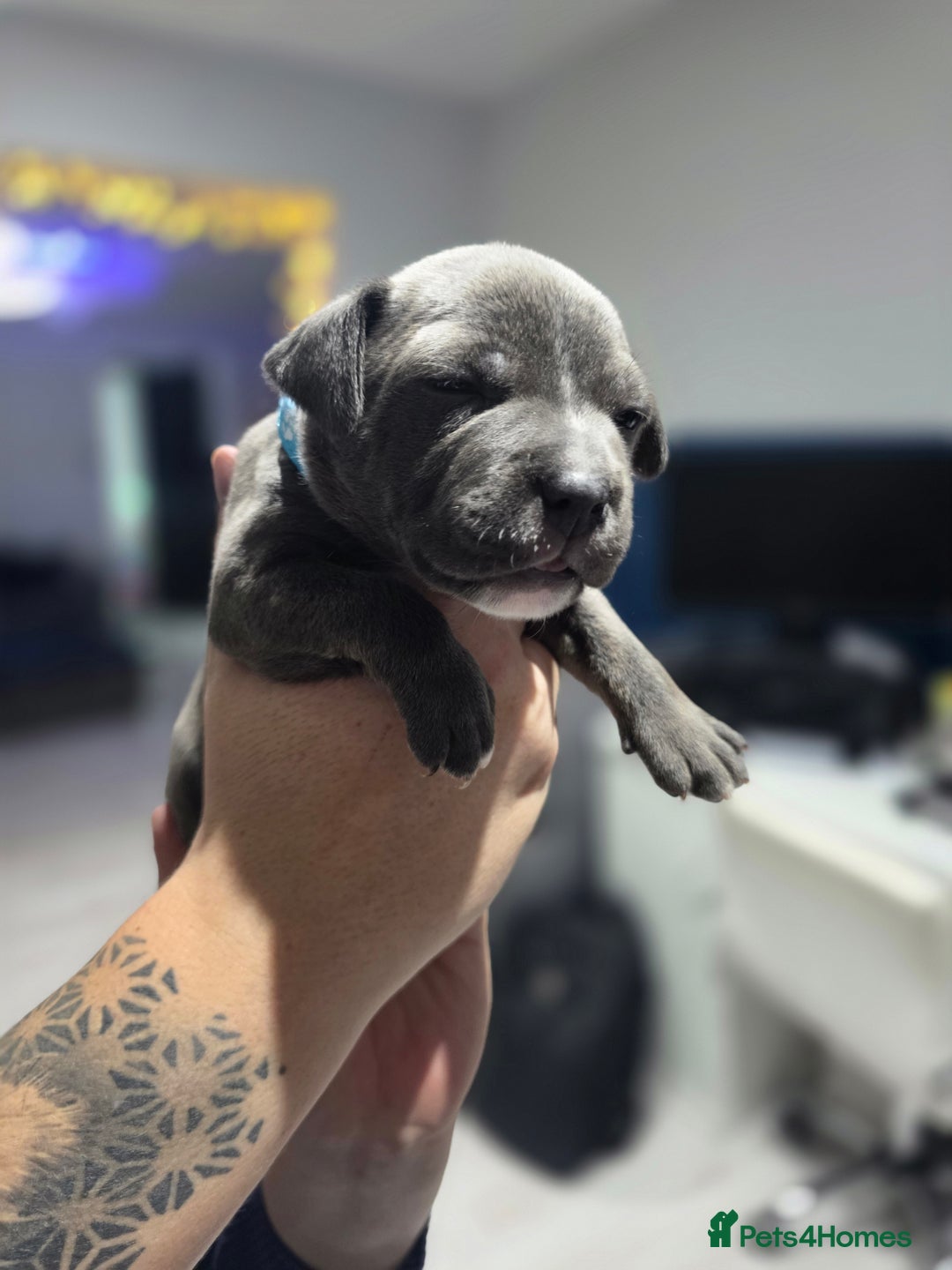 Staffordshire Bull Terrier dogs for sale: Beautiful Staffordshire Bull Terrier Puppies - Advert 3