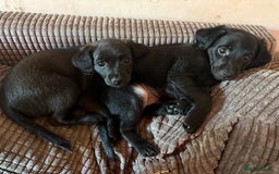 Mixed Breed dogs for sale: Beautiful pups  - Image 6