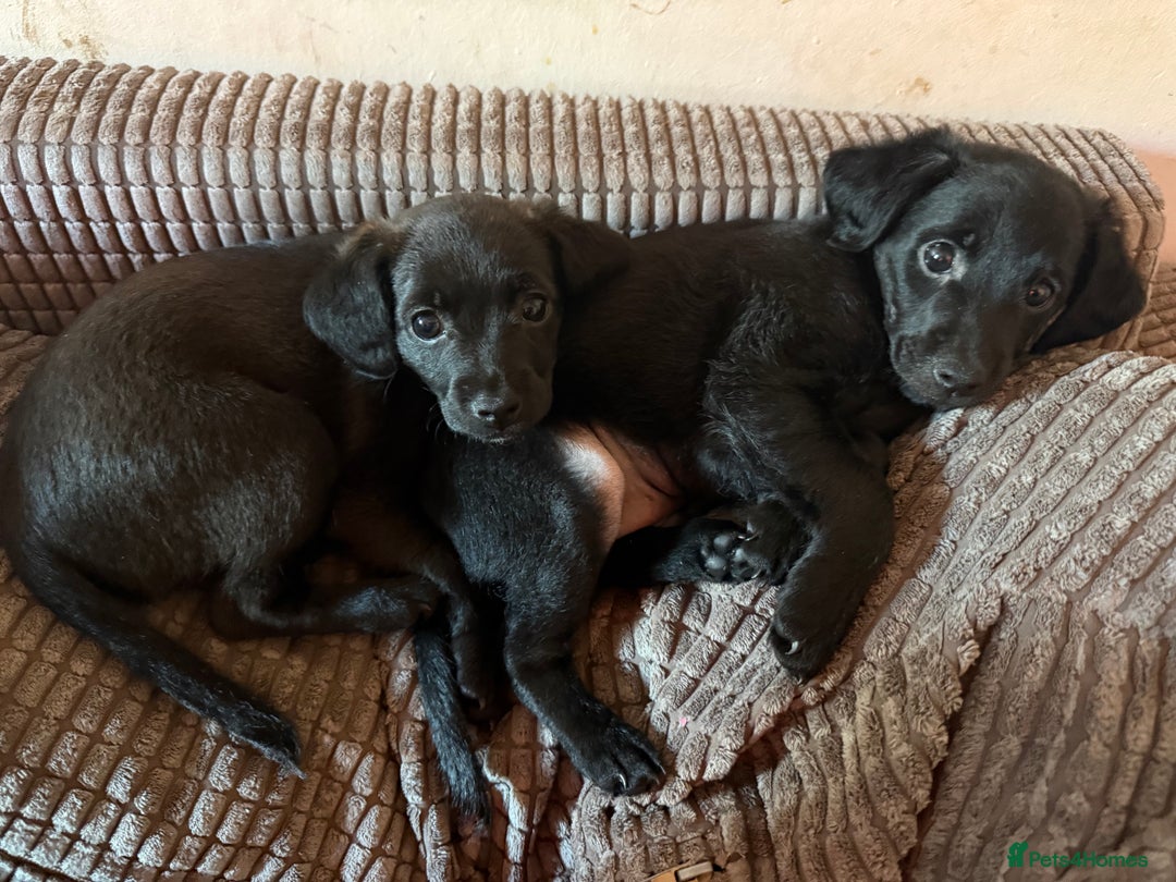 Mixed Breed dogs for sale: Beautiful pups  - Image 6