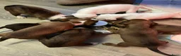 Boxer dogs for sale: Beautiful boxer puppys in Rotherham - Advert 20