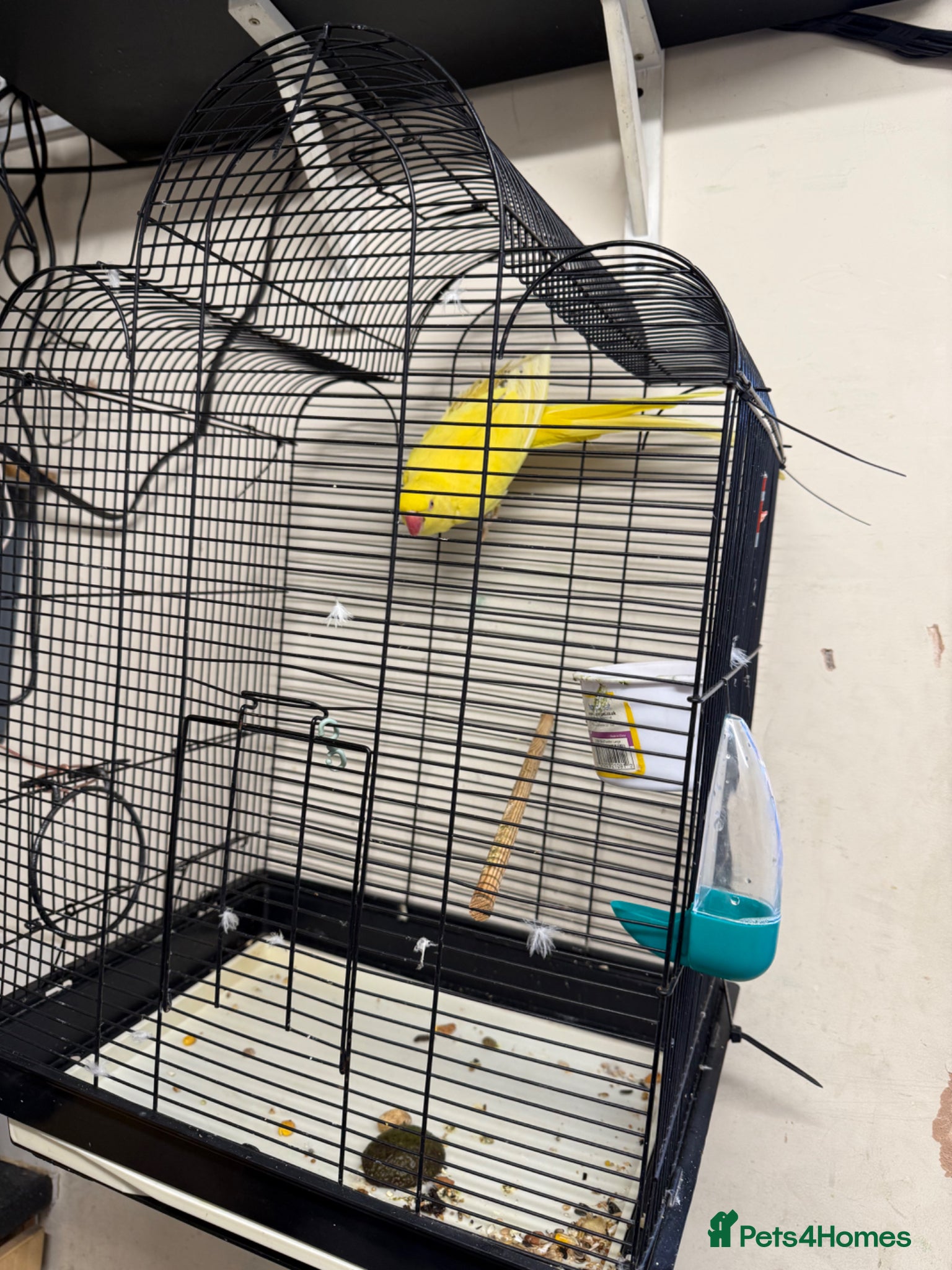 Ringnecks birds For sale  - Advert 3