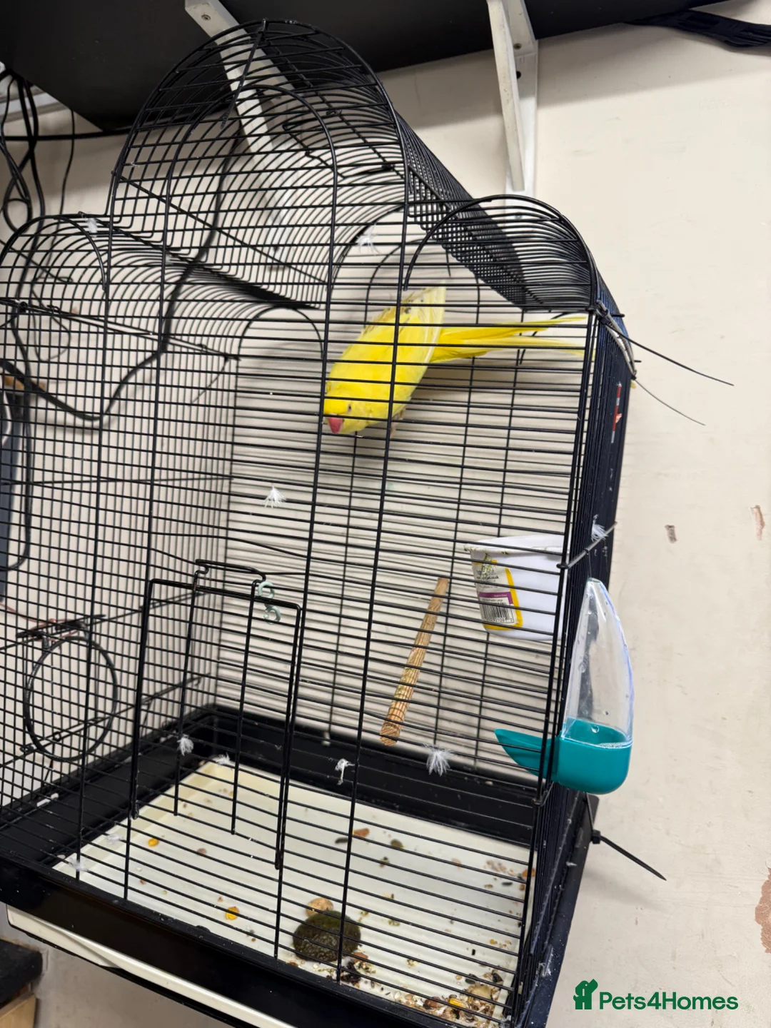 Ringnecks birds for sale: For sale  - Advert 1