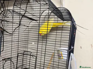 Ringnecks birds For sale - Advert 3