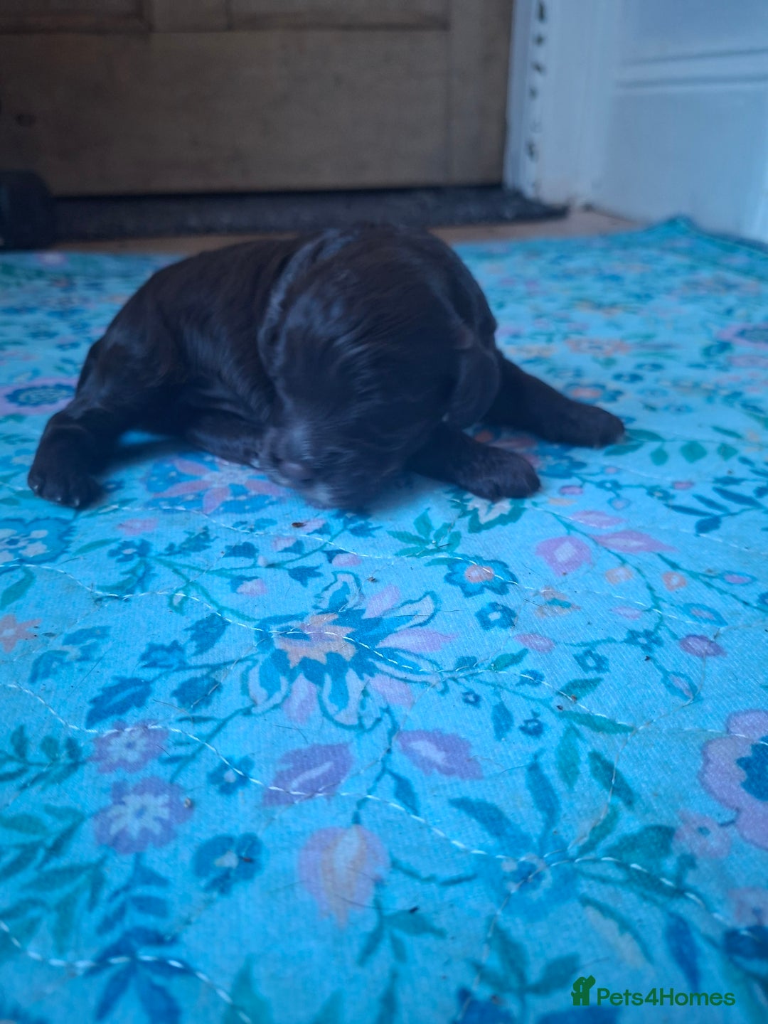 Cockapoo dogs for sale: Cockerpoos looking for forever homes - Advert 10