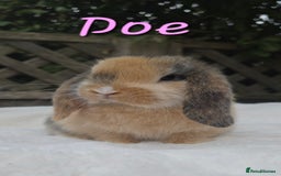 Mini Lop rabbits for sale: Beautiful mini lops boys and girls - Image 6