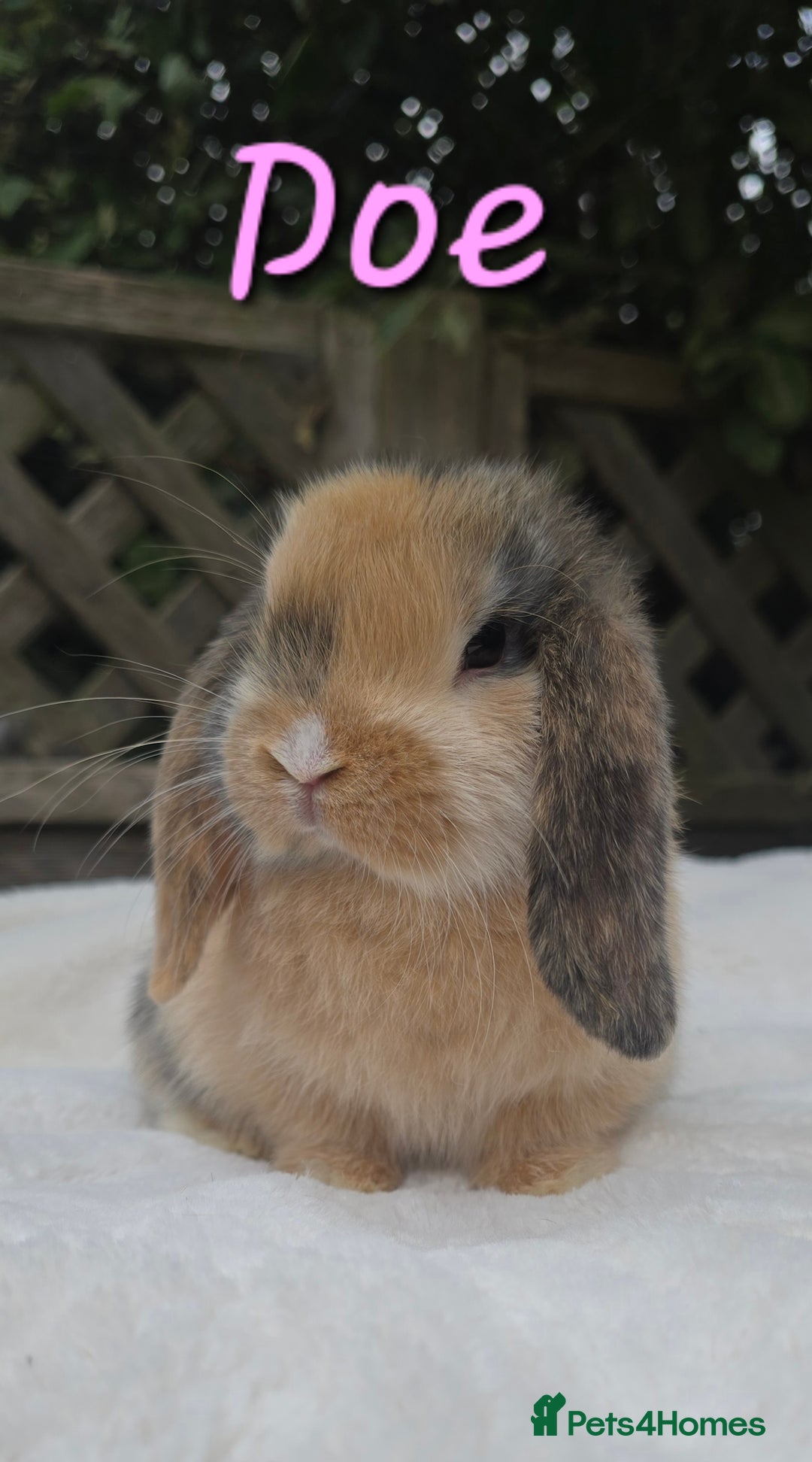 Mini Lop rabbits for sale: Beautiful mini lops boys and girls - Image 6
