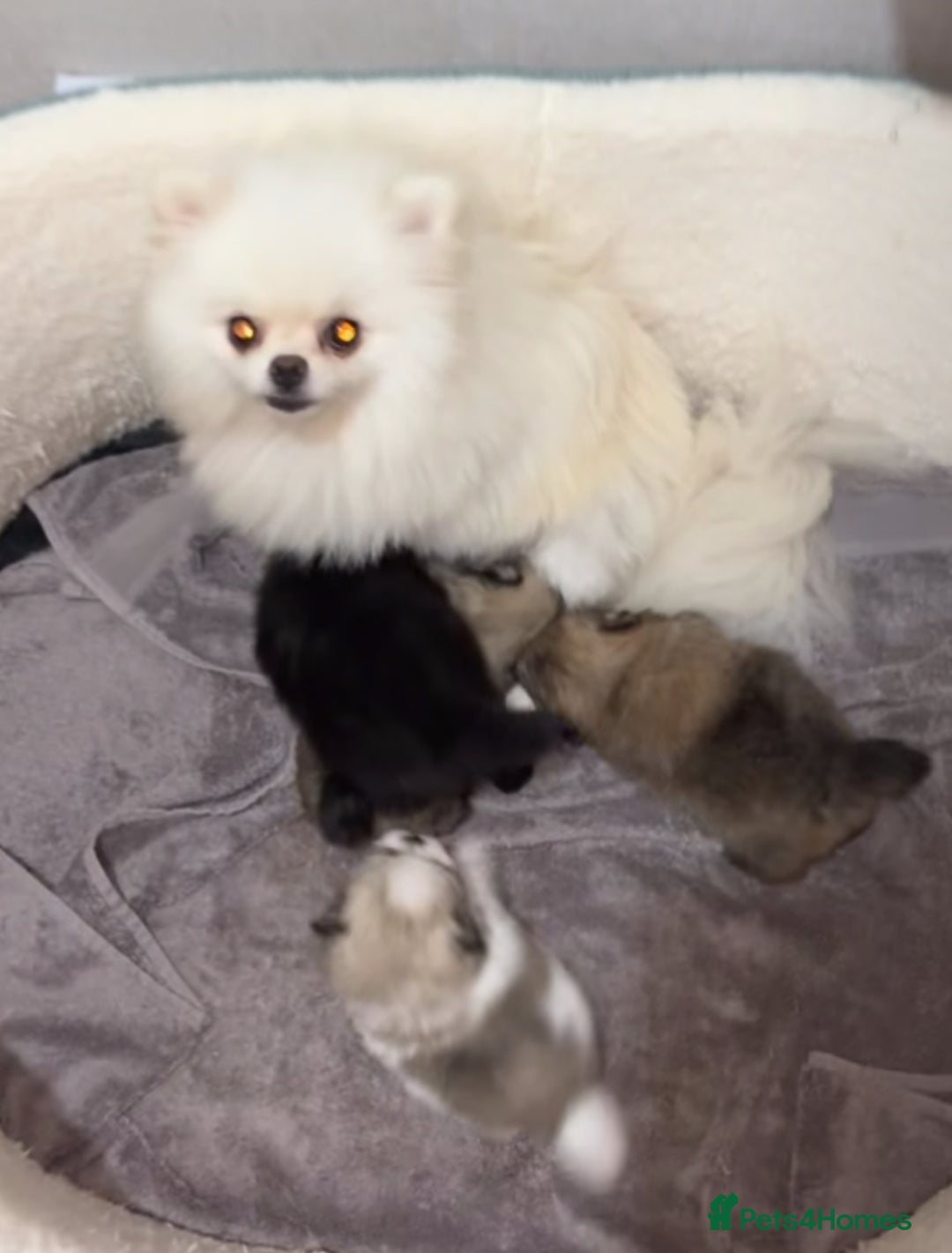 Pomeranian dogs for sale: KC registered small Pomeranians - Advert 7