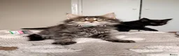 Maine Coon cats for sale: MAINE COON KITTENS. Some polydactyl.  - Advert 16