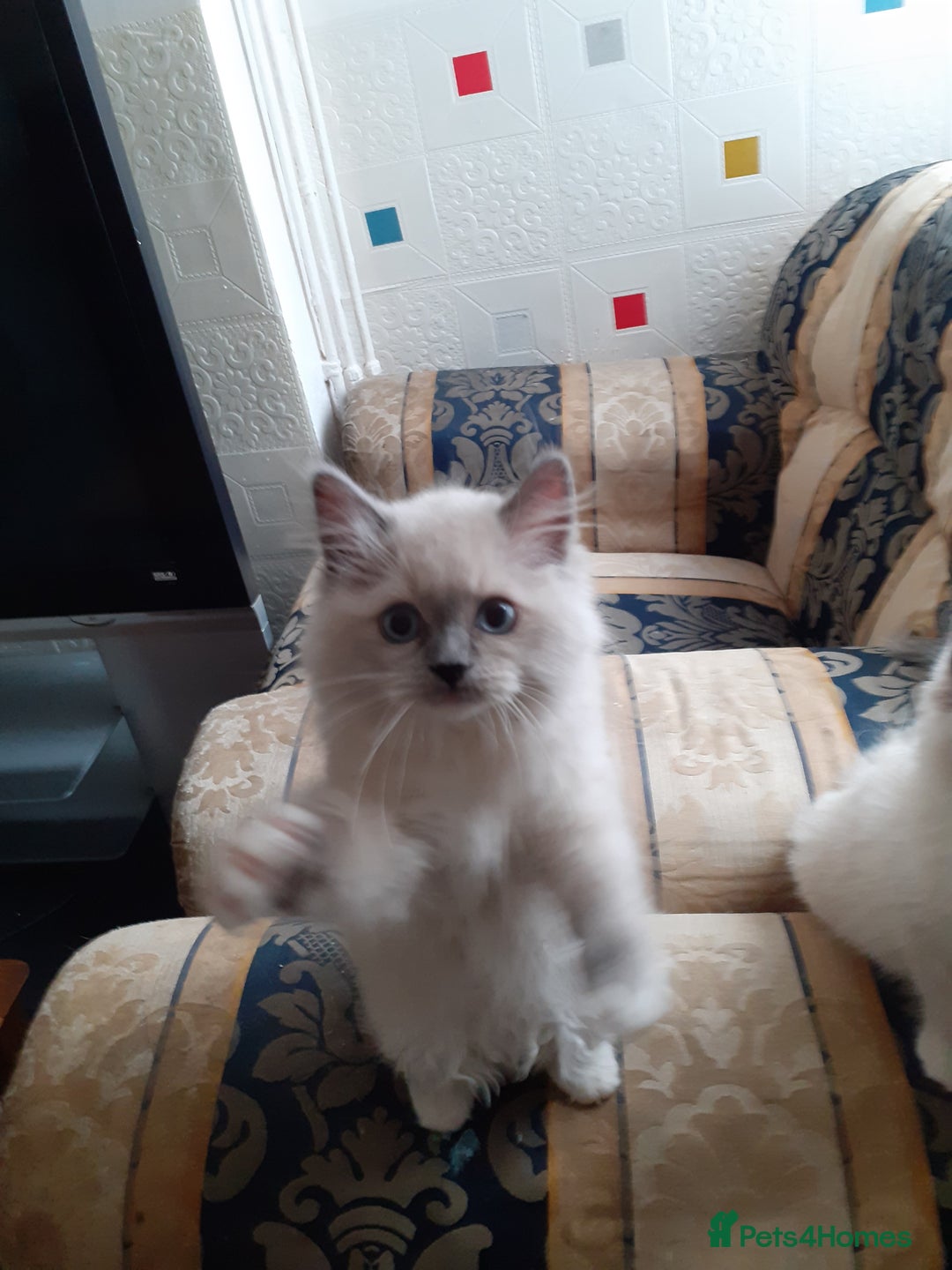 Ragdoll cats for sale: Original purebred Ragdoll kittens.Girl and boy. - Image 11