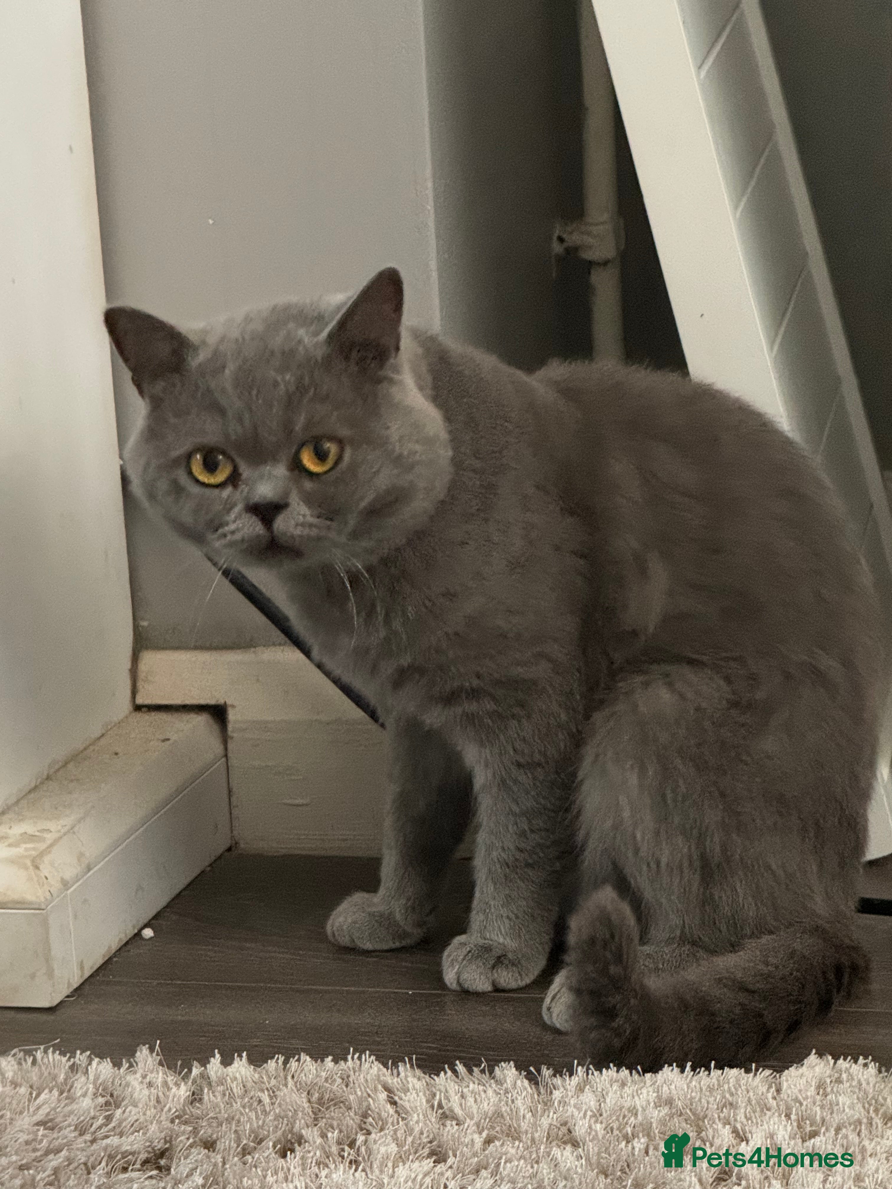 British Shorthair cats British shorthair blue  in Lewes - Advert 3