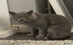 British Shorthair cats for stud: British shorthair blue  in Lewes - Image 1
