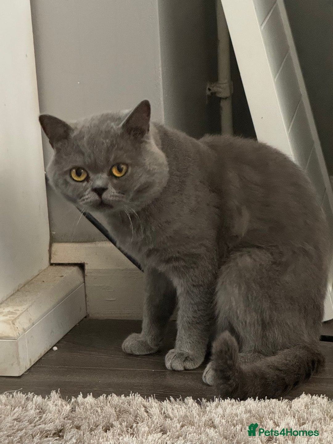 British Shorthair cats for stud: British shorthair blue  in Lewes - Image 1