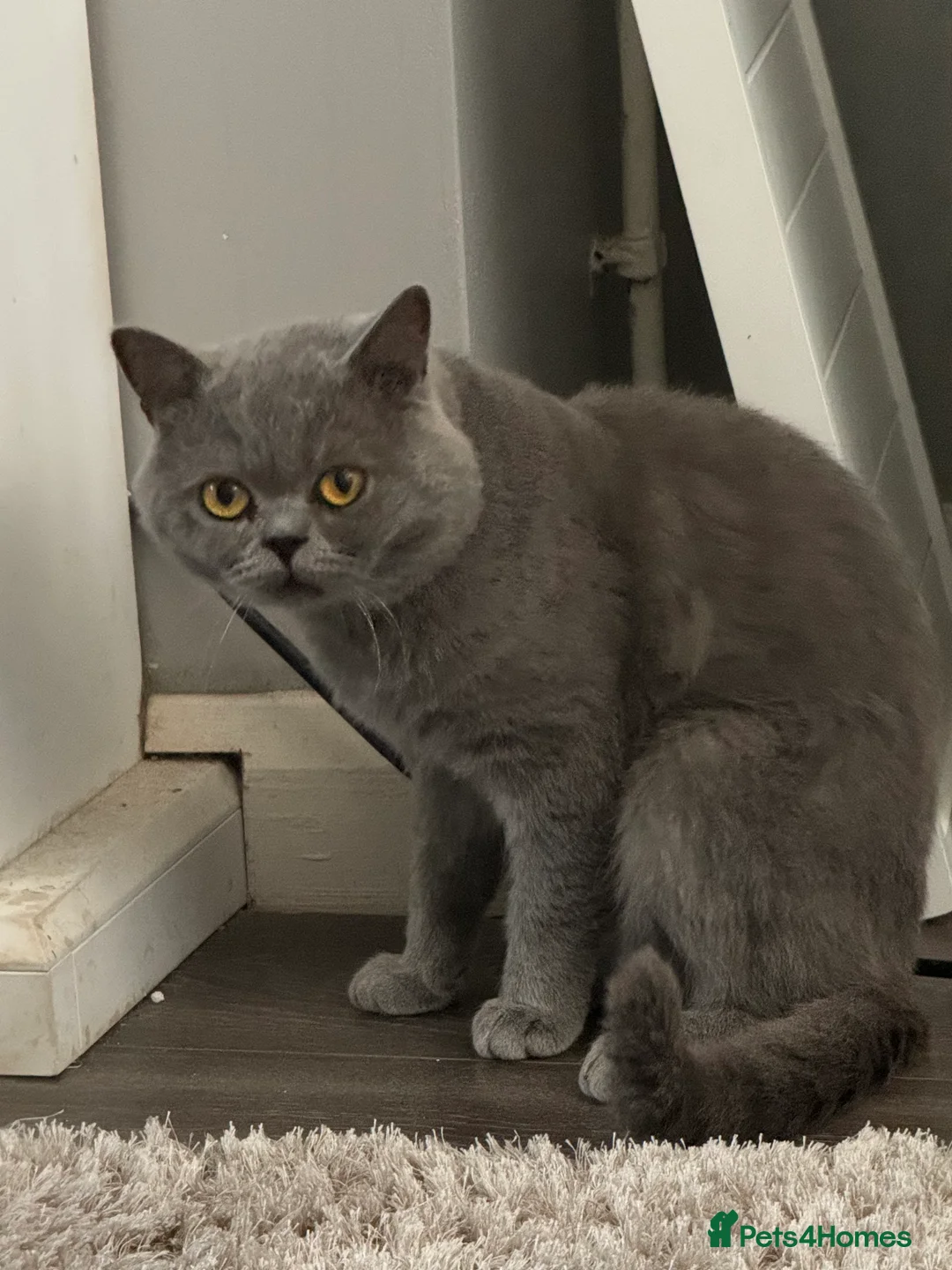 British Shorthair cats for stud: British shorthair blue  in Lewes - Advert 1