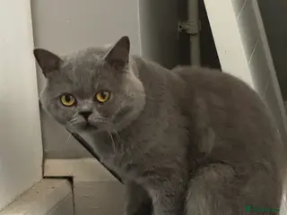British Shorthair cats British shorthair blue in Lewes - Advert 3