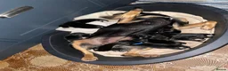 Mixed Breed dogs for sale: Australian Kelpie x Collie Pups in Llangadog - Advert 9