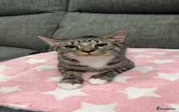 British Shorthair cats for sale: Adorable Female Tabby Kitten - Image 2