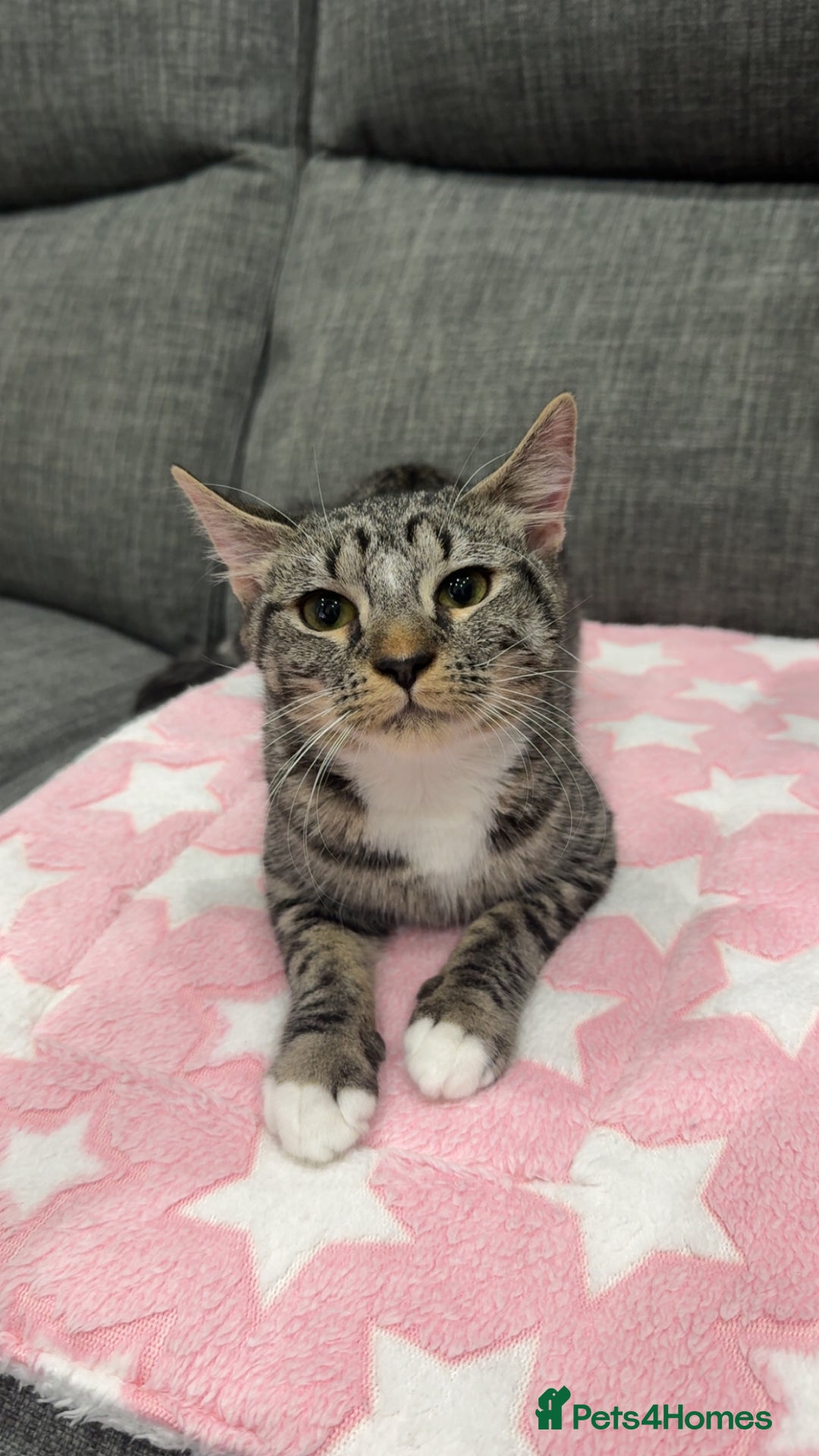 British Shorthair cats for sale: Adorable Female Tabby Kitten - Image 2