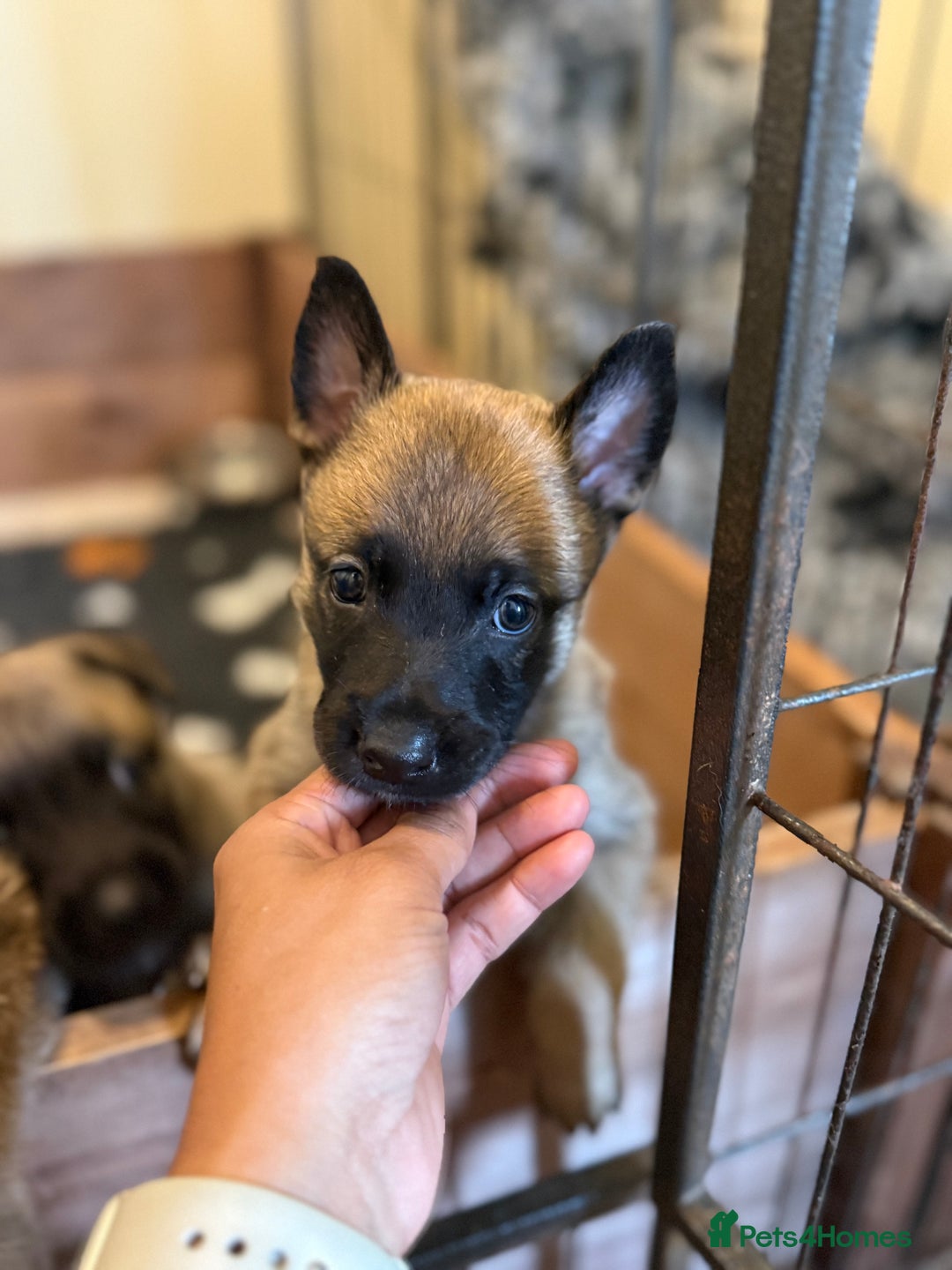 Belgian Shepherd Dog dogs for sale: Top working line puppies  - Image 6