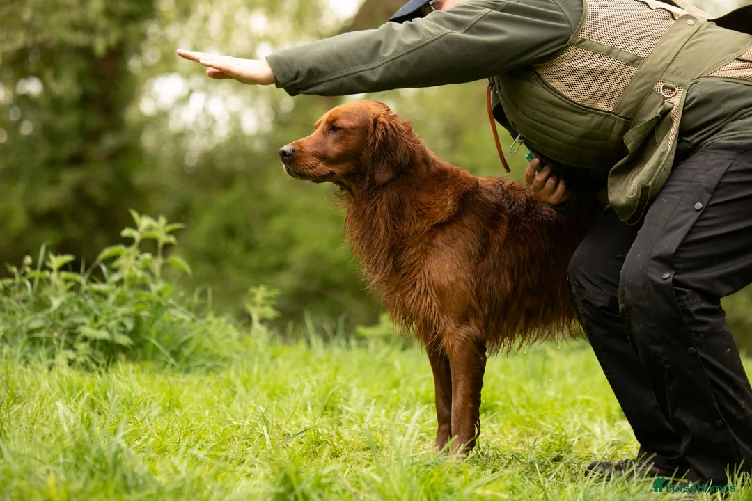 Golden Retriever dogs for stud: Stunning Golden Retriever at Stud in Weston-super-Mare - Advert 6