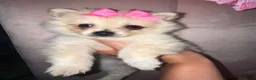 Pomeranian dogs for sale: 6month Pomeranian🩷 - Advert 2
