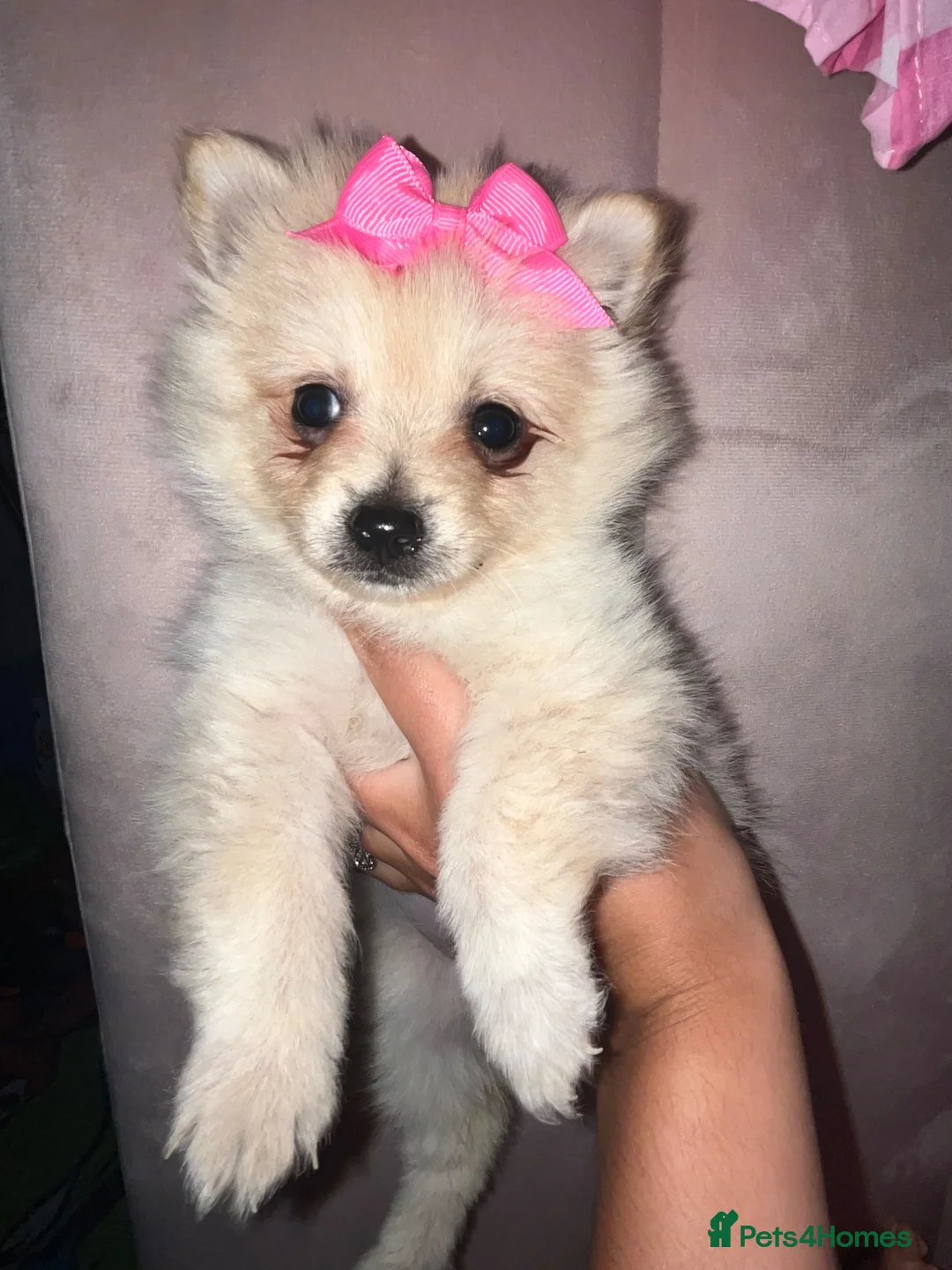 Pomeranian dogs for sale: 6month Pomeranian🩷 - Advert 2