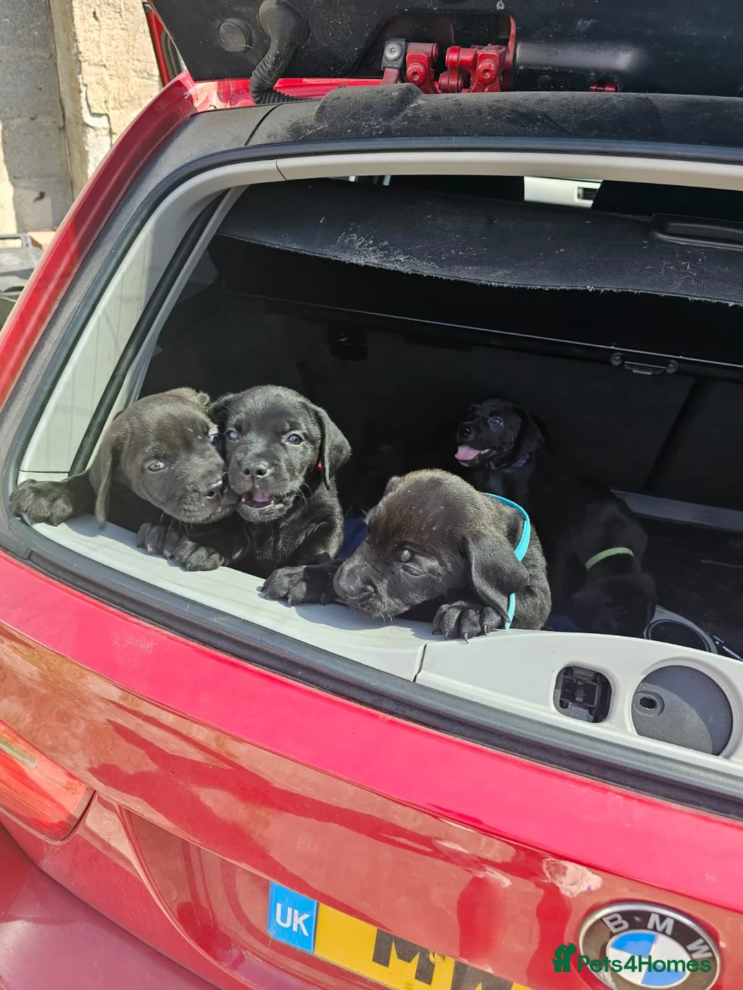 Mixed Breed dogs for sale: Dogue de bordeux x lab - Advert 1