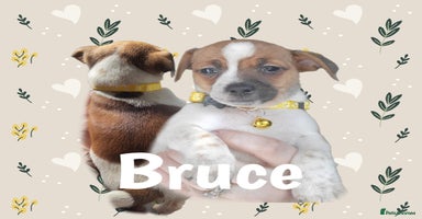 Jack Russell dogs - Advert 15