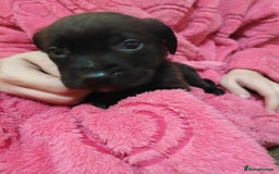 Mixed Breed dogs for sale: Cane corso cross rottweiler pups - Image 8