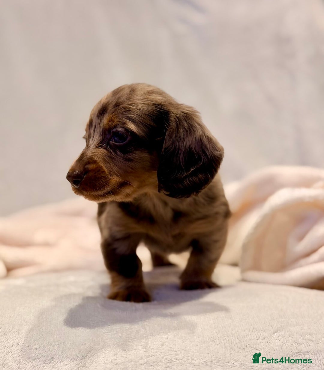 Miniature Dachshund dogs for sale: Long haired dachshund puppie - Advert 13