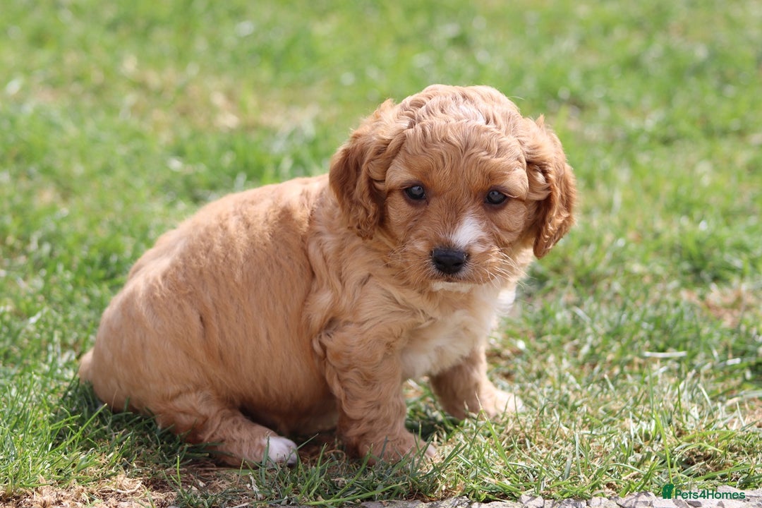 Cavapoochon dogs for sale: Beautiful Cavapoochon puppies for sale - Image 33