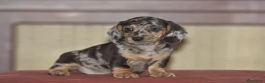 Mixed Breed 1