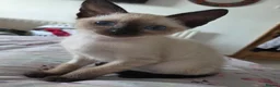 Snowshoe cats for sale: Seal Point Snowshoe kittens - two left - Advert 21