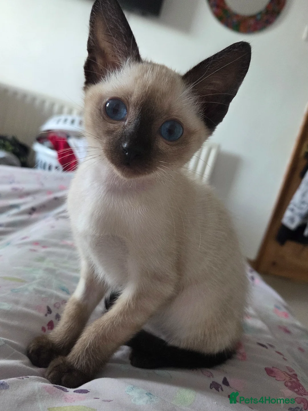 Snowshoe cats for sale: Seal Point Snowshoe kittens - two left - Advert 21