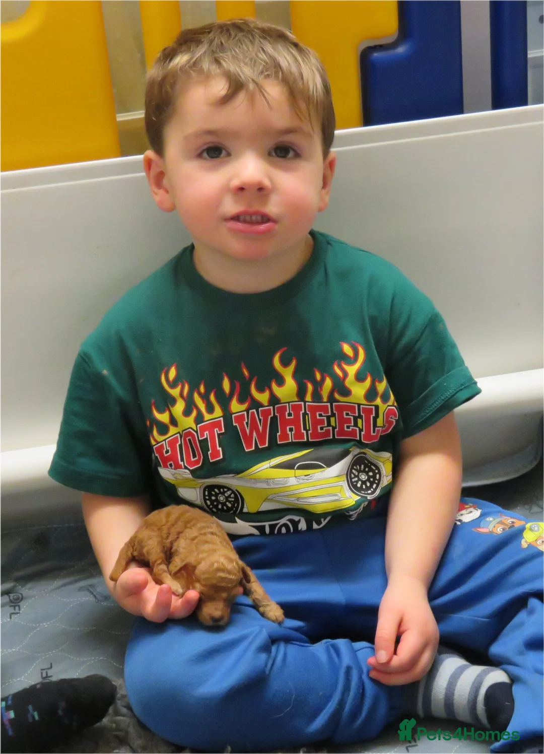 Cockapoo dogs for sale: Beautiful DNA Health tested Cockapoos - Advert 19