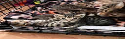 Savannah cats for sale: 5 Gorgeous Spotty Savannah Babies - Advert 2